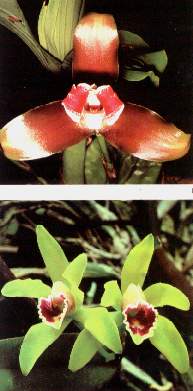 Orqu�deas2.jpg (14928 bytes)