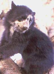 Oso andino.jpg (6968 bytes)