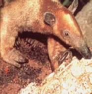 Oso ormiguero.jpg (9049 bytes)