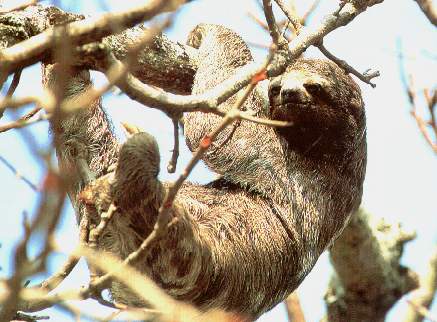 Oso perezoso.jpg (31833 bytes)