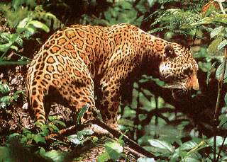 Otorongo.jpg (23025 bytes)