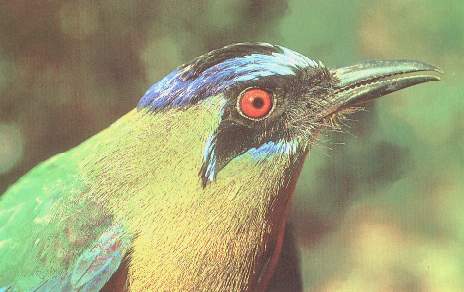 Pajaro relogero.jpg (21310 bytes)