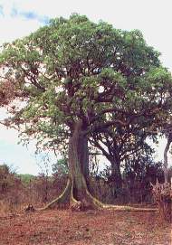 Pala borracho.jpg (14018 bytes)