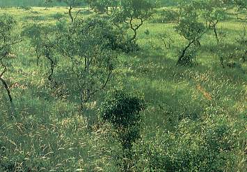 Pampas de Heath.jpg (26807 bytes)