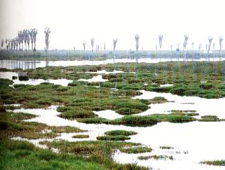Pantanos de Villa.jpg (15239 bytes)