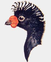 Paujil de pico rojo.jpg (7613 bytes)