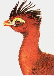 Paujil nocturno.jpg (8103 bytes)