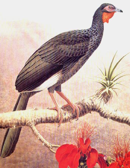 Pava.jpg (56106 bytes)