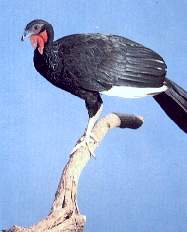 Pava_aliblanca.jpg (6555 bytes)