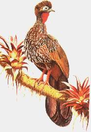 Pava coronada.jpg (9746 bytes)