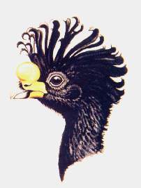 Pav�n.jpg (7789 bytes)