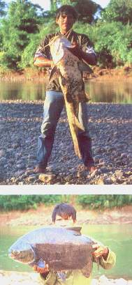 Peces (Bagre y pacos.jpg (17434 bytes)