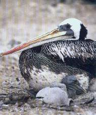 Pel�cano.jpg (10387 bytes)