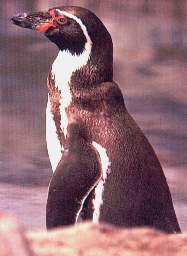 Pinguino de Humboldt.jpg (8085 bytes)