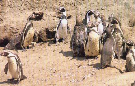 Pinguinos de Humboldt.jpg (29998 bytes)