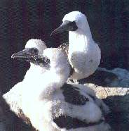 Piquero.jpg (6339 bytes)