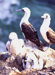 Piquero com�n.jpg (10853 bytes)