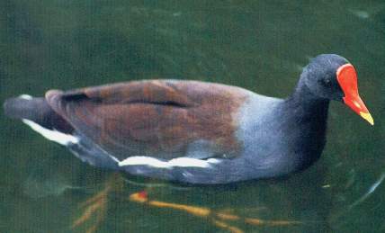 Polla de agua-Villa.jpg (12905 bytes)