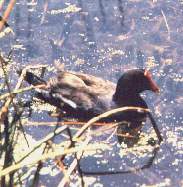 Polla de agua.jpg (9581 bytes)