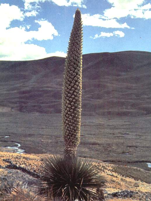 Puya.jpg (53320 bytes)