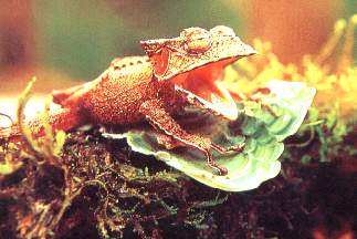 Rana cornuda.jpg (15328 bytes)