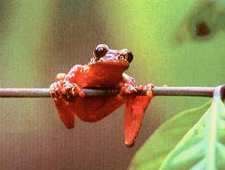 Rana venenosa.jpg (6998 bytes)