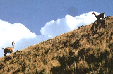 Reserva Calipuy.jpg (16945 bytes)