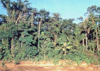 Rio Manu.jpg (27041 bytes)