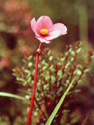 Romerillo.jpg (8542 bytes)