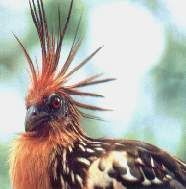 Sansho1.jpg (6474 bytes)