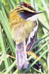 Siete colores.jpg (10432 bytes)