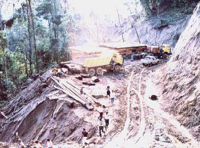 Tala de bosques.jpg (32227 bytes)