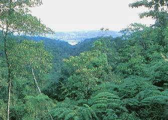 Tingo Mar�a.jpg (18881 bytes)