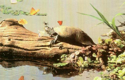 Tortuga.jpg (31265 bytes)