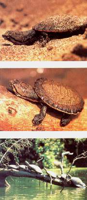 Tortuga Charapa joven.jpg (18181 bytes)