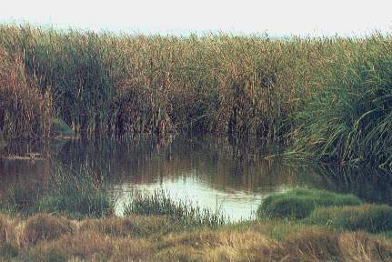 Totoral.jpg (24926 bytes)