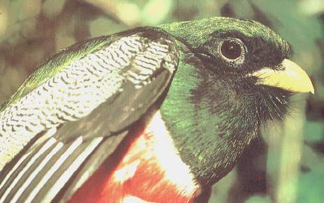 Trog�n de collar macho.jpg (23969 bytes)