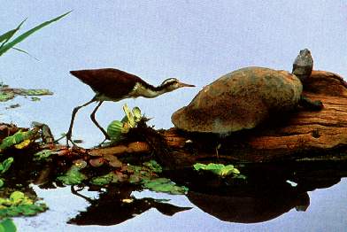 Tuqui tuqui.jpg (18364 bytes)