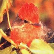 Turtupil�n.jpg (3687 bytes)