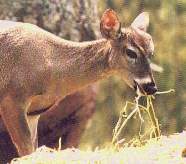 Venado gris.jpg (6850 bytes)