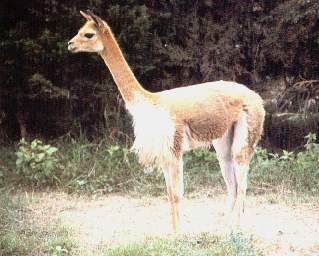 Vicu�a.jpg (16122 bytes)