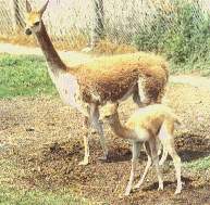 Vicu�a1.jpg (10520 bytes)