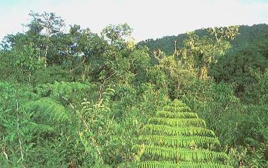 Yanachaga-Chemill�n