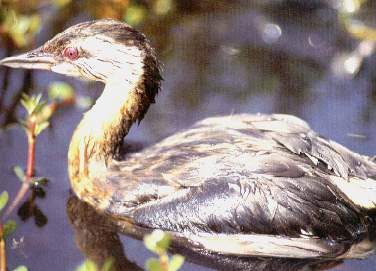 Zambullidor pimpollo-Jun�n.jpg (18909 bytes)