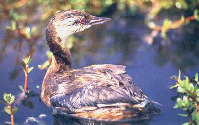 Zambullidor pimpollo-Villa.jpg (17049 bytes)