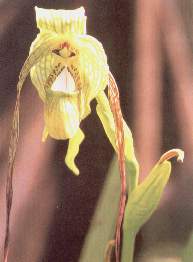 Zapatito de reina.jpg (7639 bytes)