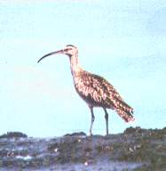 Zarapito.jpg (4601 bytes)