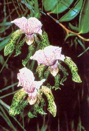 Zygopetalum.jpg (11766 bytes)