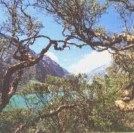 arboles de que�oa.jpg (10891 bytes)