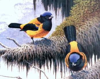 ave .jpg (20493 bytes)